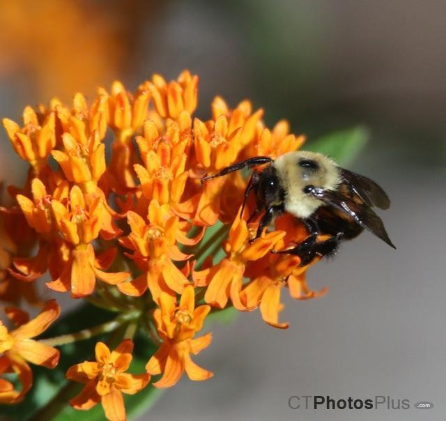 Bumble Bee on Butterfly Weed U82A3179c