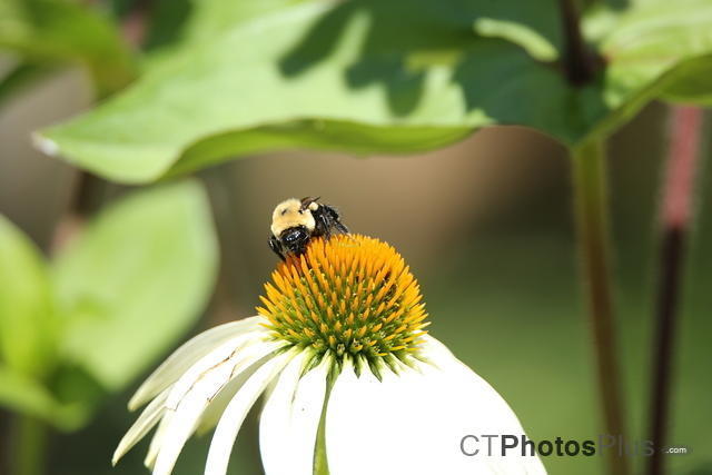 Bumblebee on Cone Flower IMG 9999 242