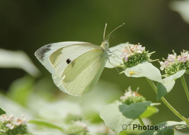 Cabbage White Butterfly IMG 1283c