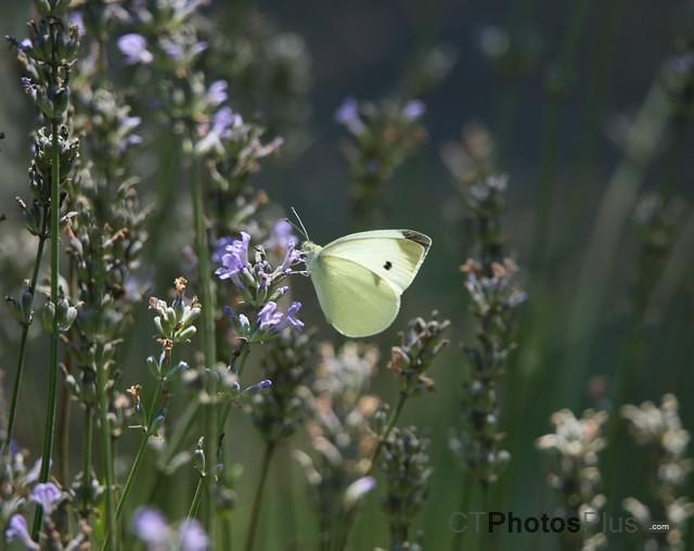Cabbage White Butterfly IMG 9999 1c