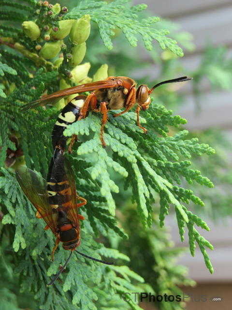 Cicada Killer Wasps IMG 2415