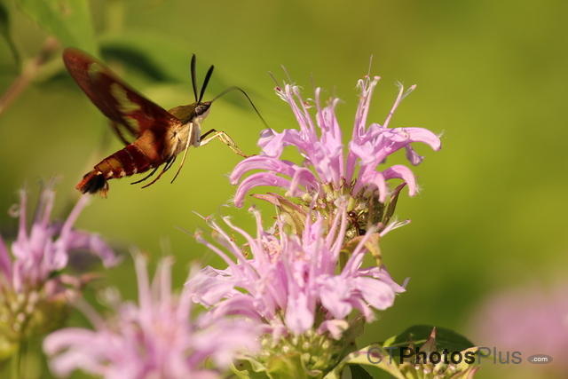 Clearwing Hummingbird Moth on Wild Bergamot IMG 5666