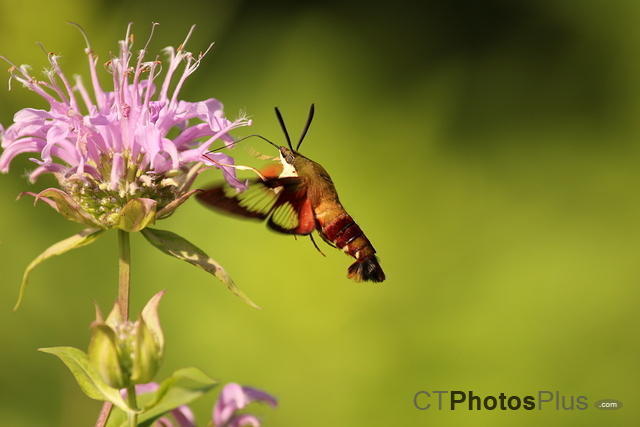 Clearwing Hummingbird Moth on Wild Bergamot IMG 5670