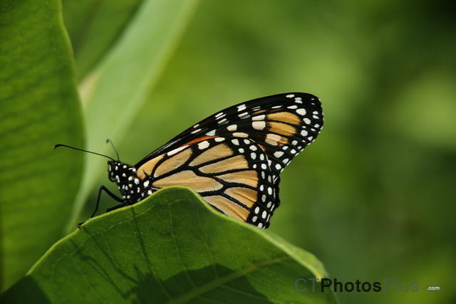 Monarch Butterfly U82A3861