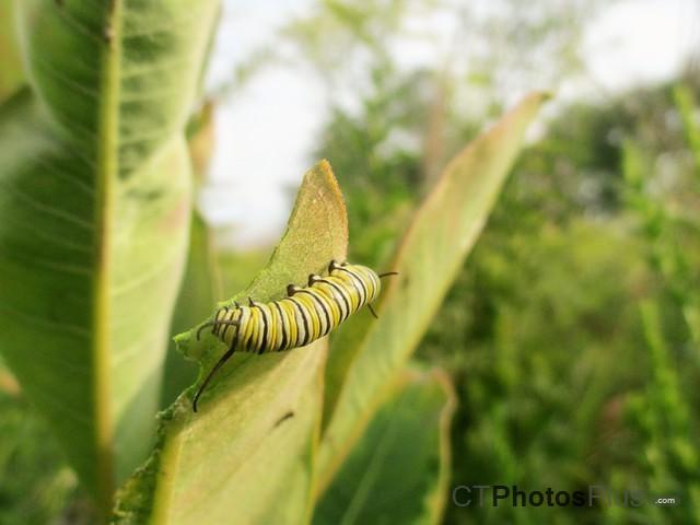 Monarch Caterpillar IMG 1653 (2)
