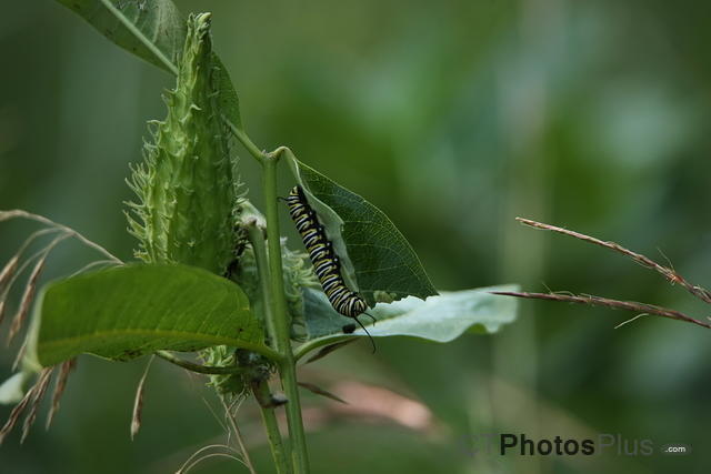 Monarch Caterpillar IMG 9999 215