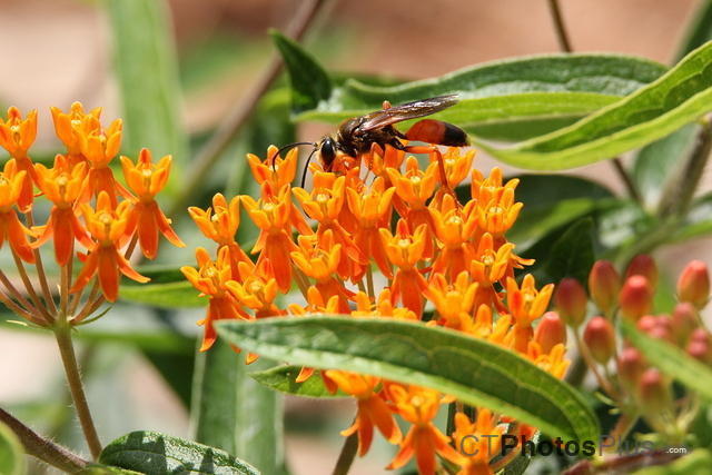Great Golden Digger Wasp on Butterfly weed IMG 1183