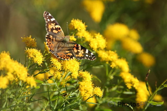 Painted Lady IMG 9999 194
