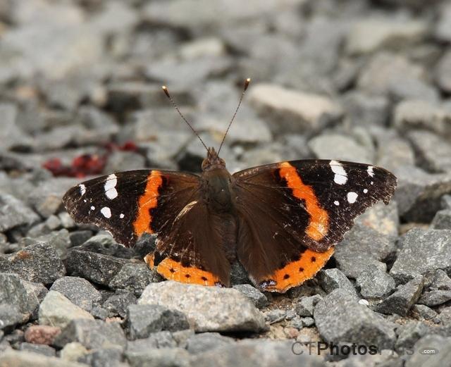 Red Admiral IMG 1062c