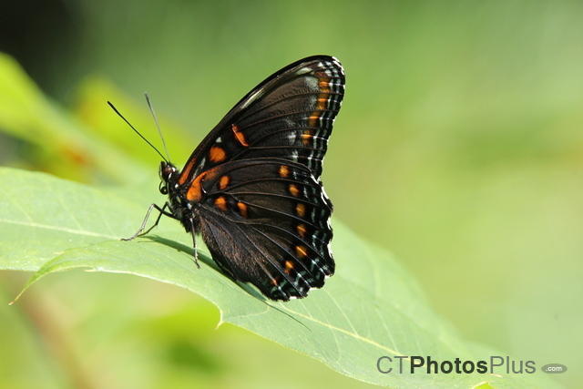 Red Spotted Purple Butterfly IMG 0922