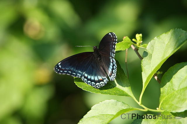 Red-spotted Purple Butterfly IMG 9999 190