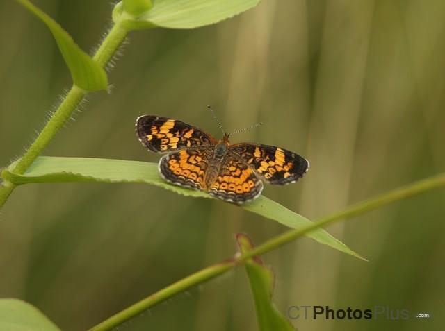 Silvery Checkerspot Butterfly IMG 9999 57c