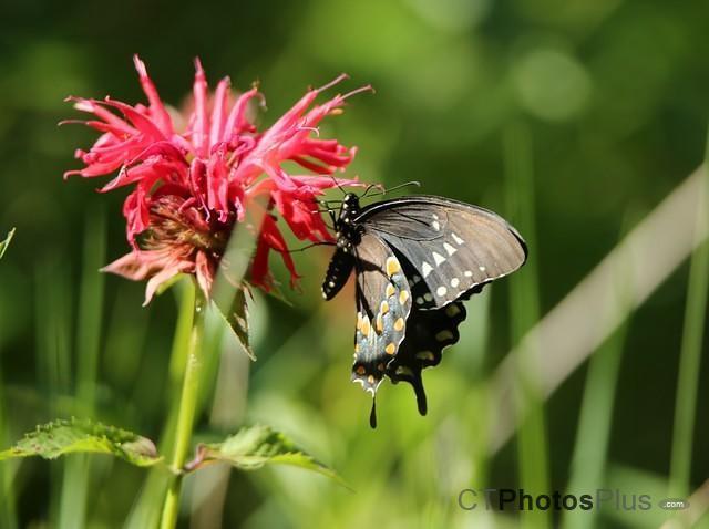Spicebush Swallowtail Butterfly on Bee balm IMG 9999 204c