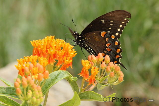 Spicebush Swallowtail Butterfly on Butterfly weed IMG 1204