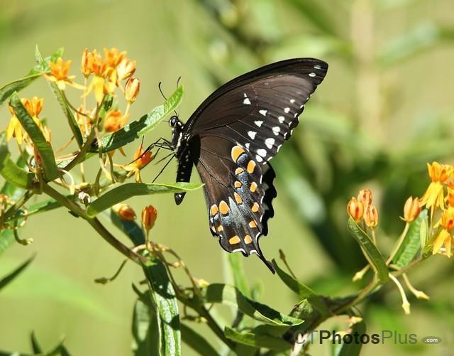 Spicebush Swallowtail on Butterfly bush IMG 9999 24c