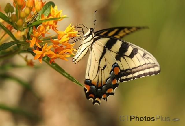 Tiger Swallowtail with Caterpillar IMG 9999 2c