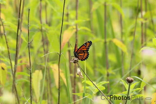 Viceroy butterfly at Belding Wildlife Mgmt Area IMG 5373