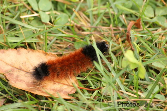 Woolly Bear Caterpillar IMG 7776