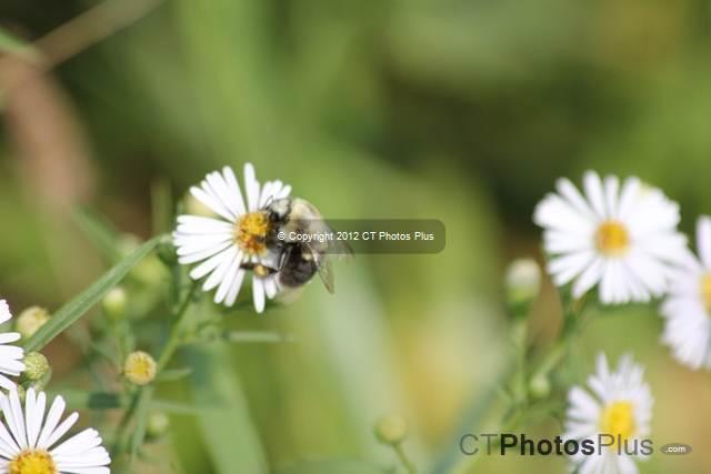 Bee on daisy E Windsor