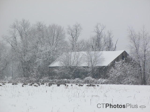 Geese and barn in snow Broad Brook IMG 1102