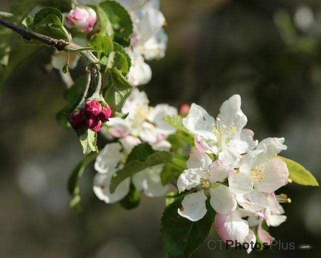 Apple Blossom IMG 9999 134 c