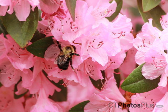 Bee on Rhododendron IMG 4129