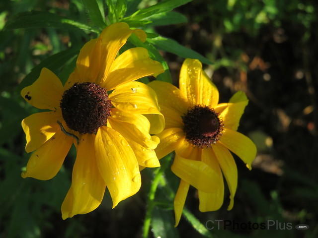 Black-eyed Susans with the morning dew IMG 1220