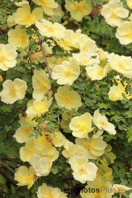 Canary Bird-Yellow Rose IMG 4090
