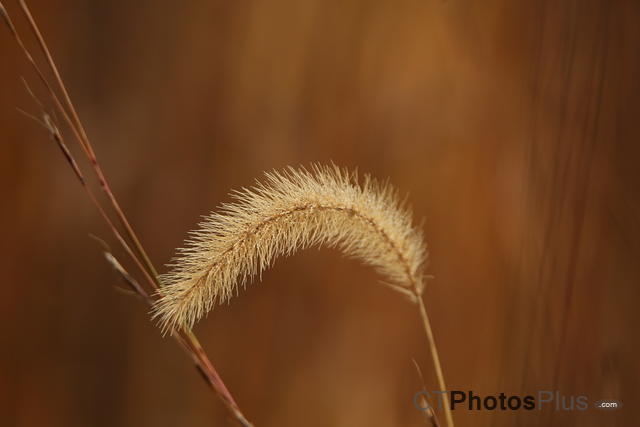 Grass (foxtail) IMG 9999 246