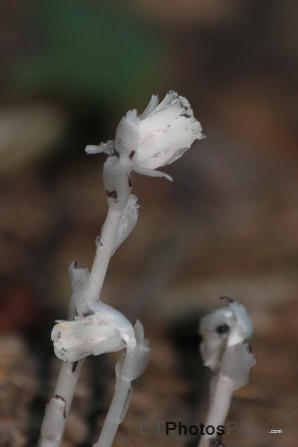 Indian Pipe IMG 6732