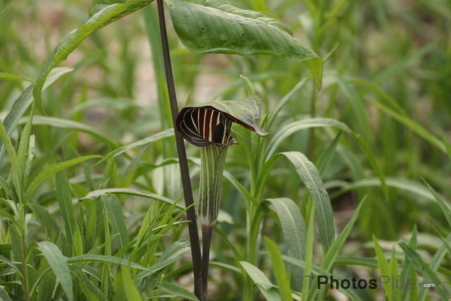 Jack-in-the-pulpit IMG 9466