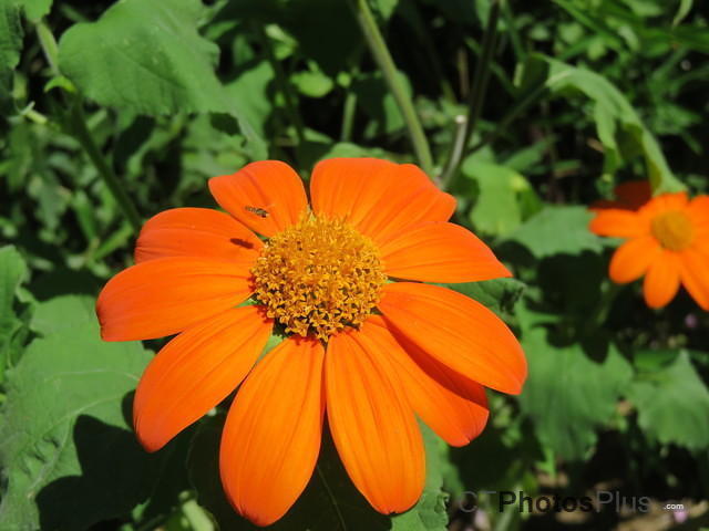 Mexican sunflower IMG 1298