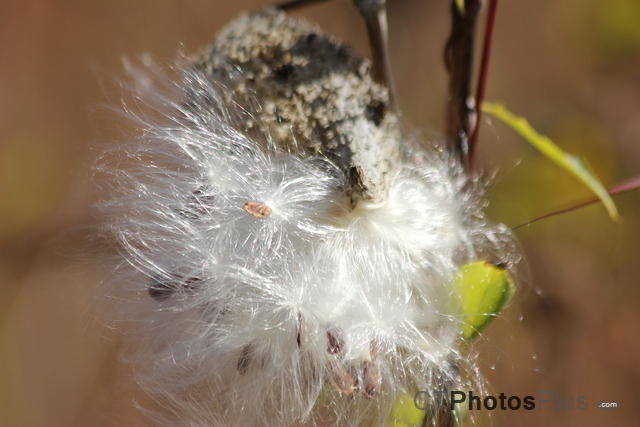 Milkweed about to set sail in the breeze IMG 7809