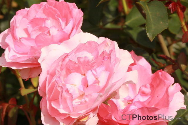 Pink Roses IMG 2274