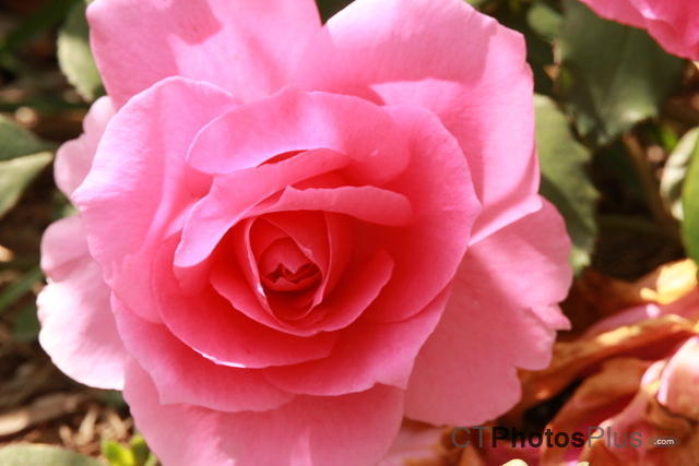 Pink Roses IMG 2276