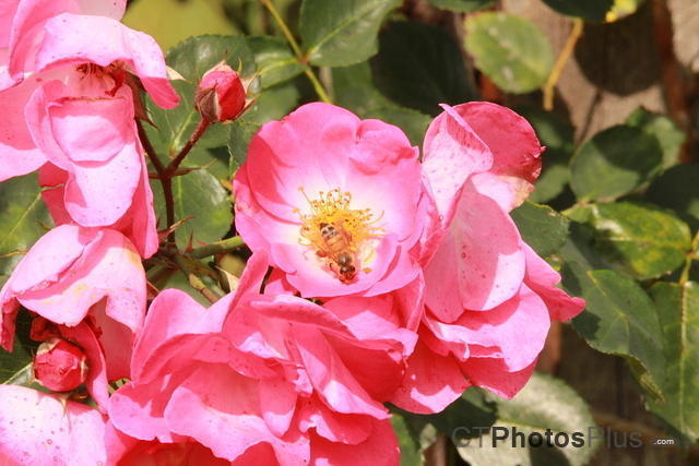 Pink Roses IMG 2284