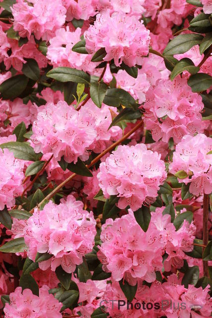 Rhododendron IMG 4124