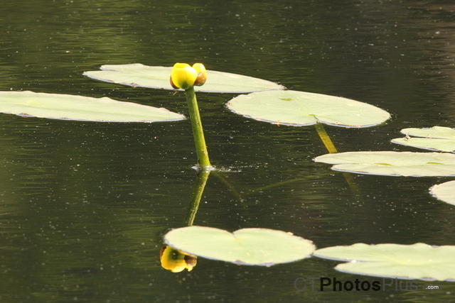 Spatterdock (Yellow Pond Lilly) IMG 0269