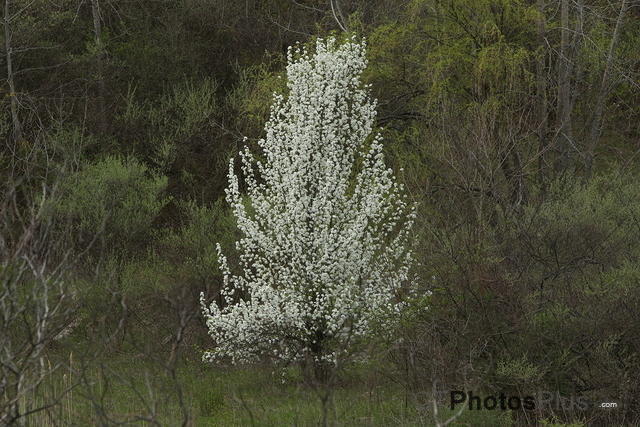 Spring flowering tree IMG 9999 80