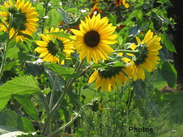Sunflowers IMG 2531