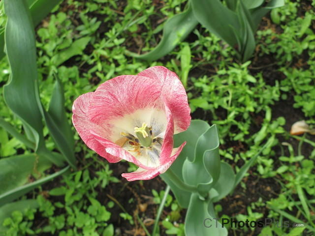 Tulips IMG 1295