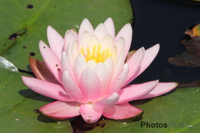 Water Lilly IMG 0180