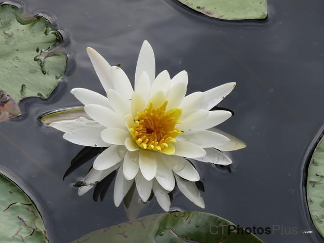 Water Lilly IMG 7404