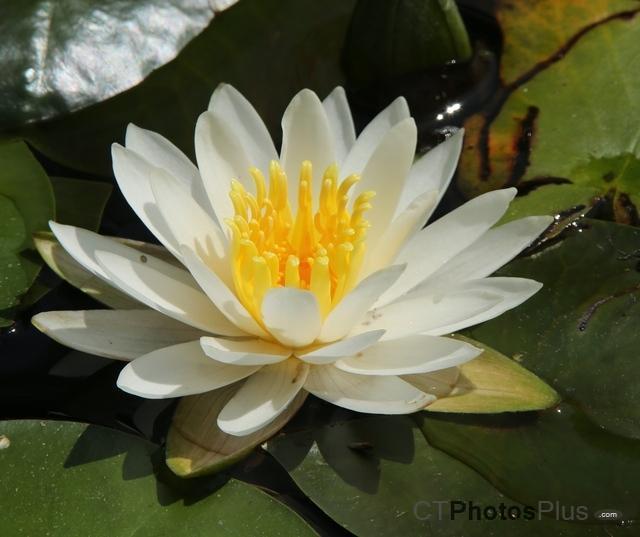 Water Lilly U82A1971