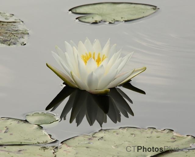 Water Lilly U82A4015c