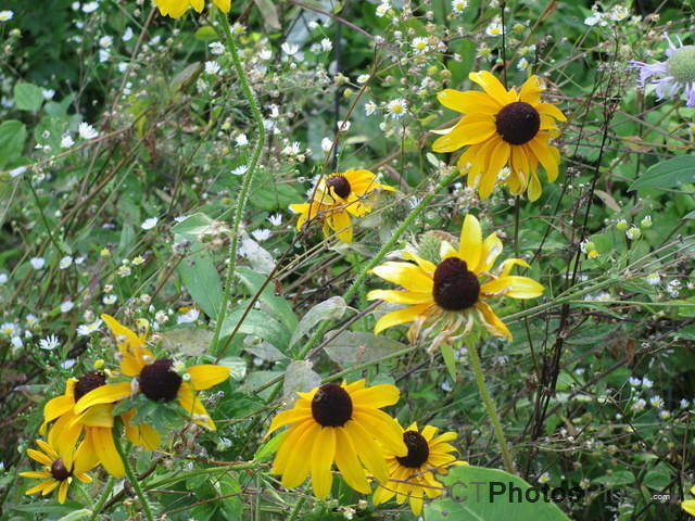 Wildflowers IMG 0696