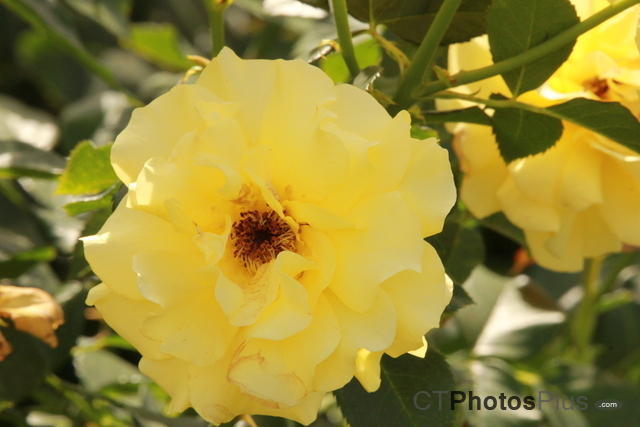 Yellow Roses IMG 2275