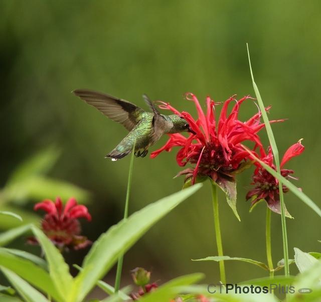 Female Ruby Throated- Hummingbird U82A3224c