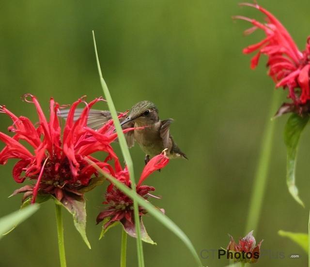 Female Ruby Throated- Hummingbird U82A3229c