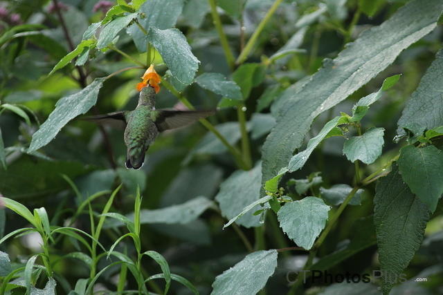 Female Ruby-Throated Hummingbird feeding off Jewell weed at Valley Falls IMG 6552